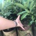 大叶早樱苗20~30cm籽播