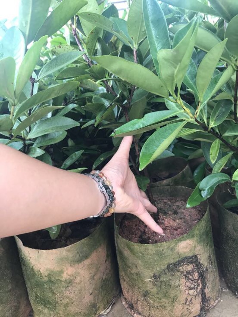 大叶早樱苗20~30cm籽播