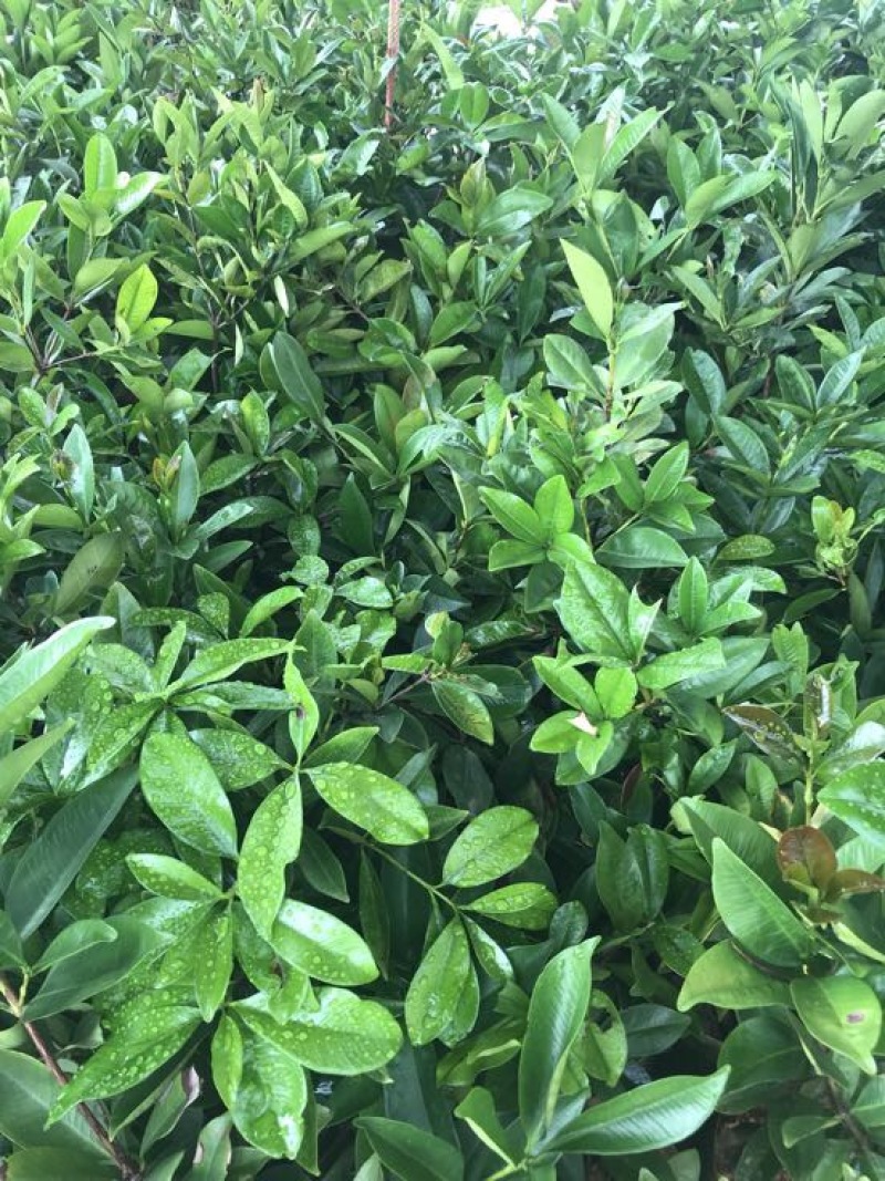 大叶早樱苗20~30cm籽播