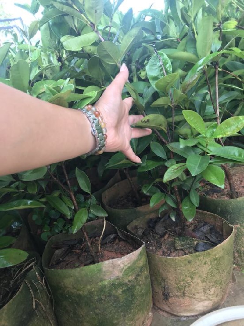 大叶早樱苗20~30cm籽播