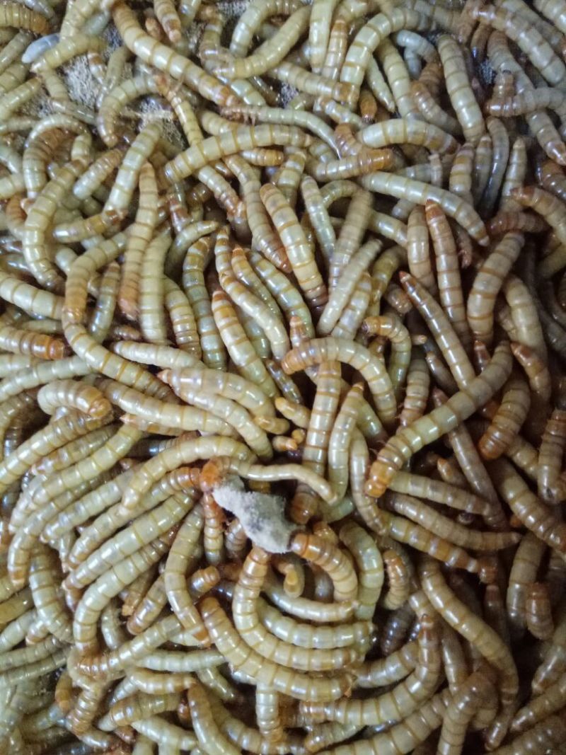 黄粉虫