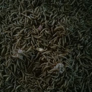 黄粉虫