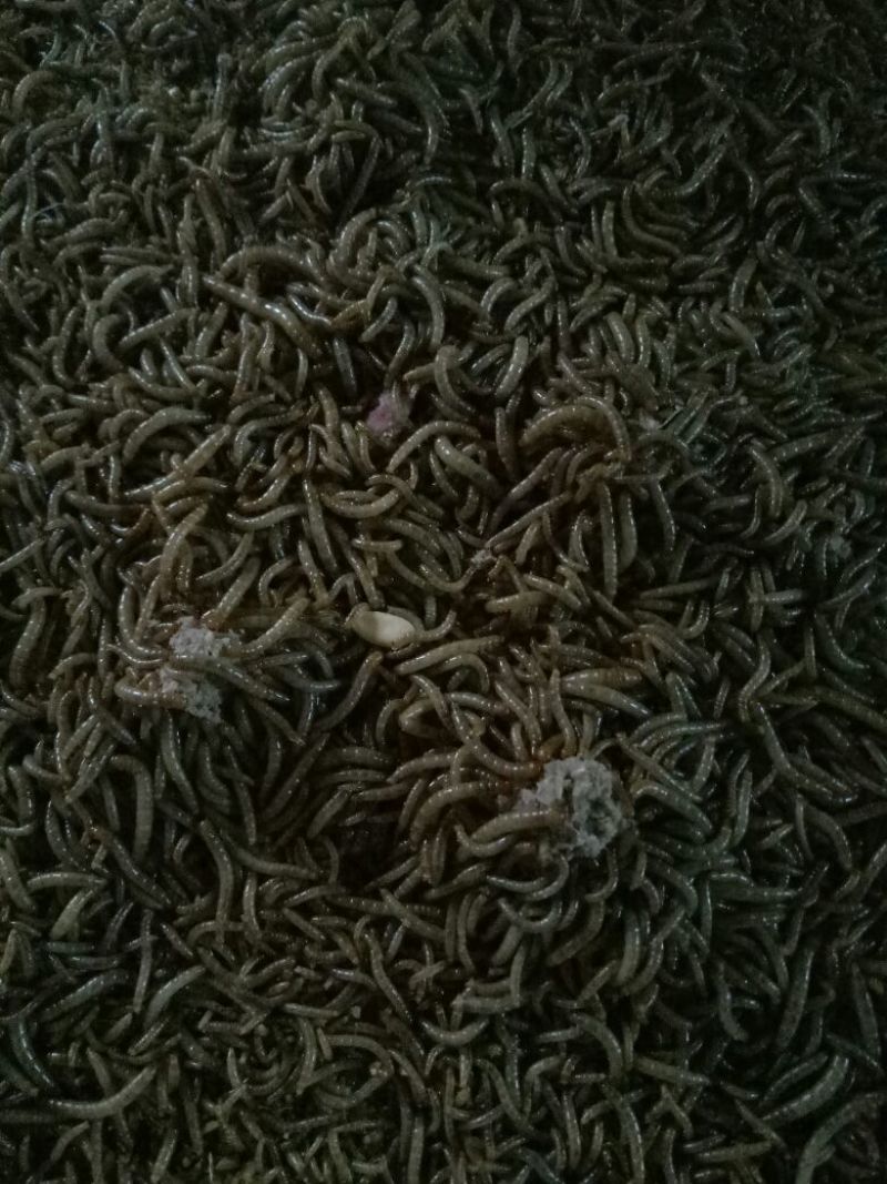 黄粉虫