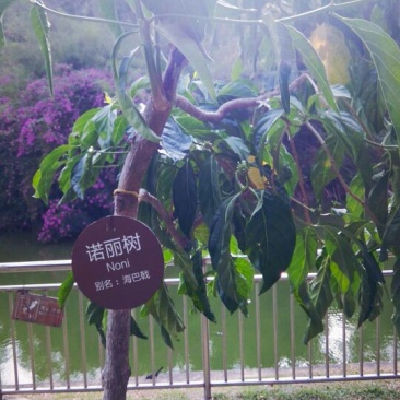 花铃木黄花梨树木