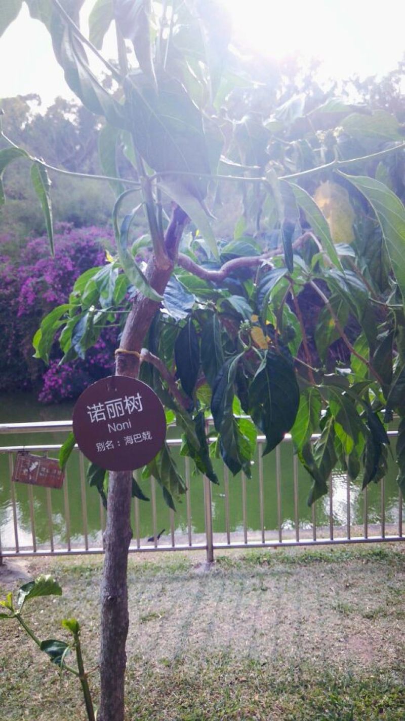 花铃木黄花梨树木