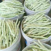 万亩白不老芸豆上市中，条直鲜嫩，货源充足，客商实地拿货