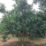 红果香橼树2.5~3m