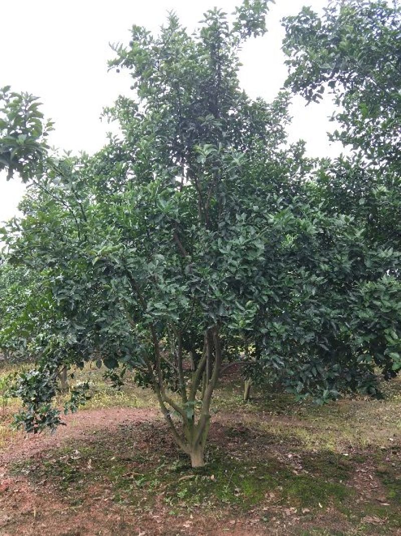 红果香橼树2.5~3m
