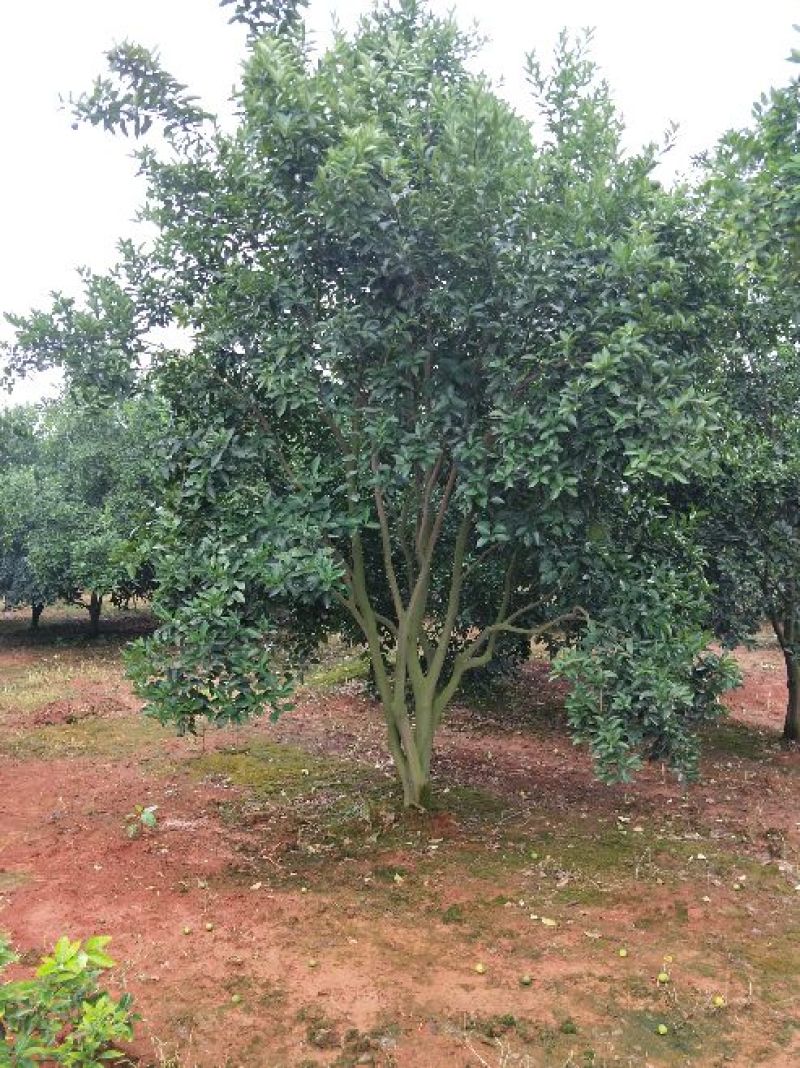 红果香橼树2.5~3m