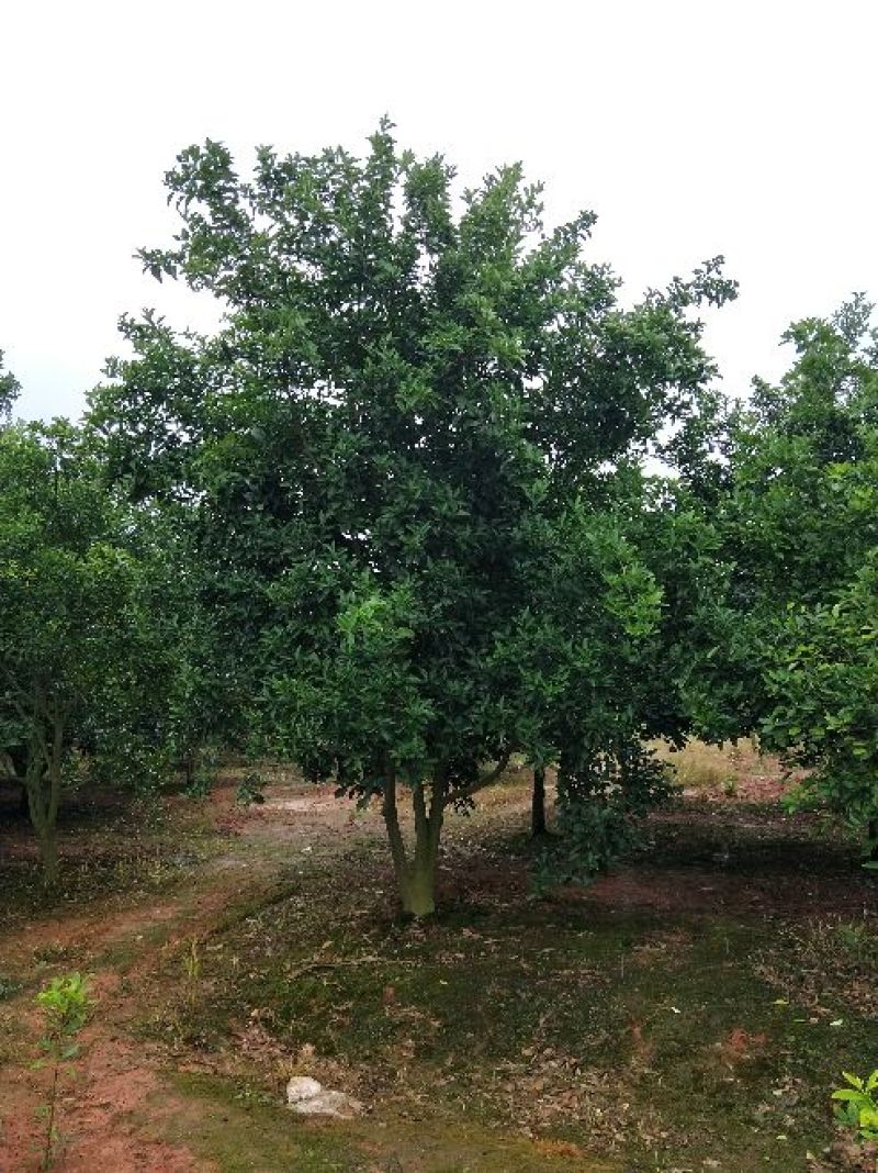 红果香橼树2.5~3m
