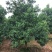 红果香橼树2.5~3m
