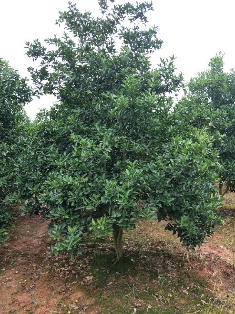 红果香橼树2.5~3m