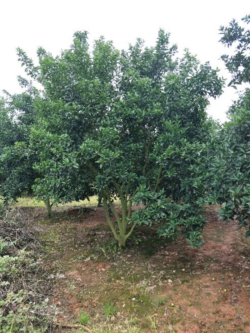 红果香橼树2.5~3m