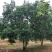 红果香橼树2.5~3m