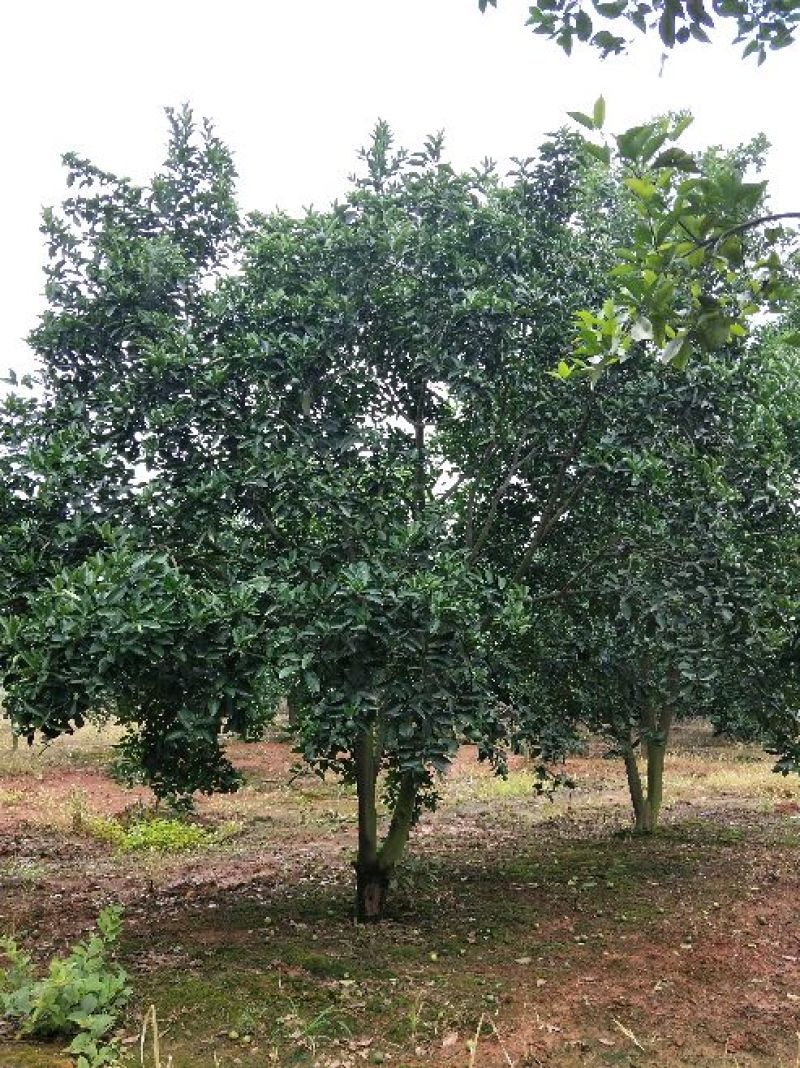 红果香橼树2.5~3m