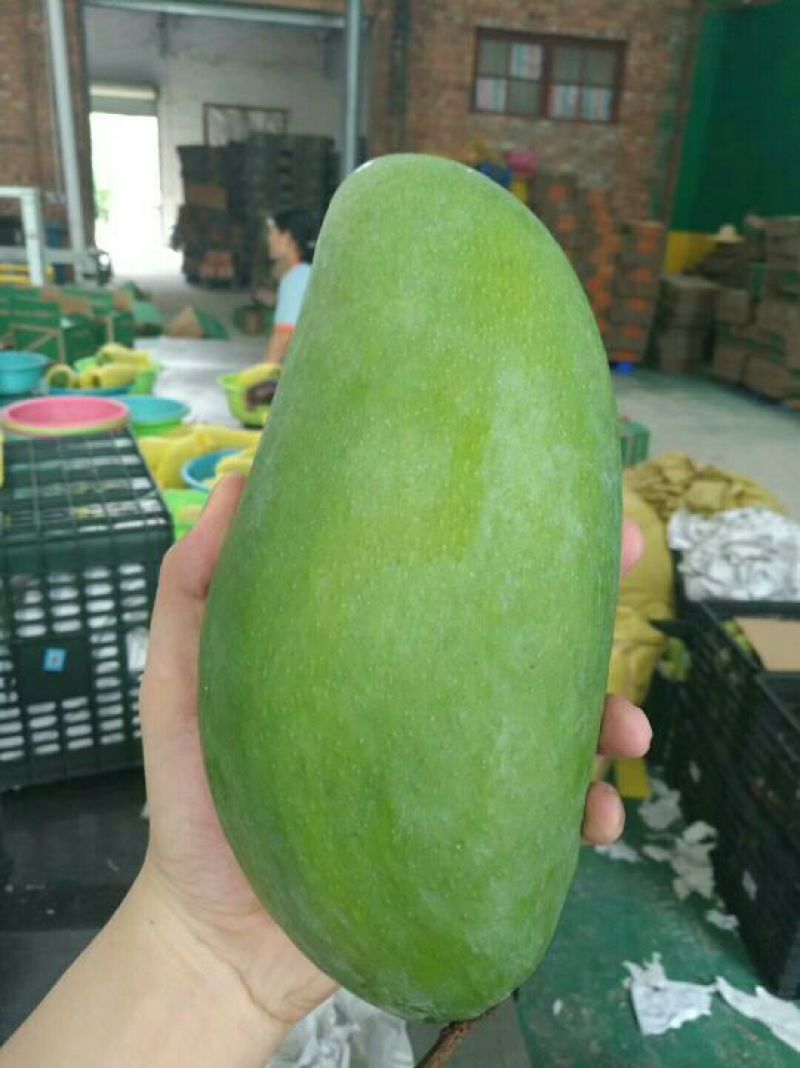 大芒果越南大青芒