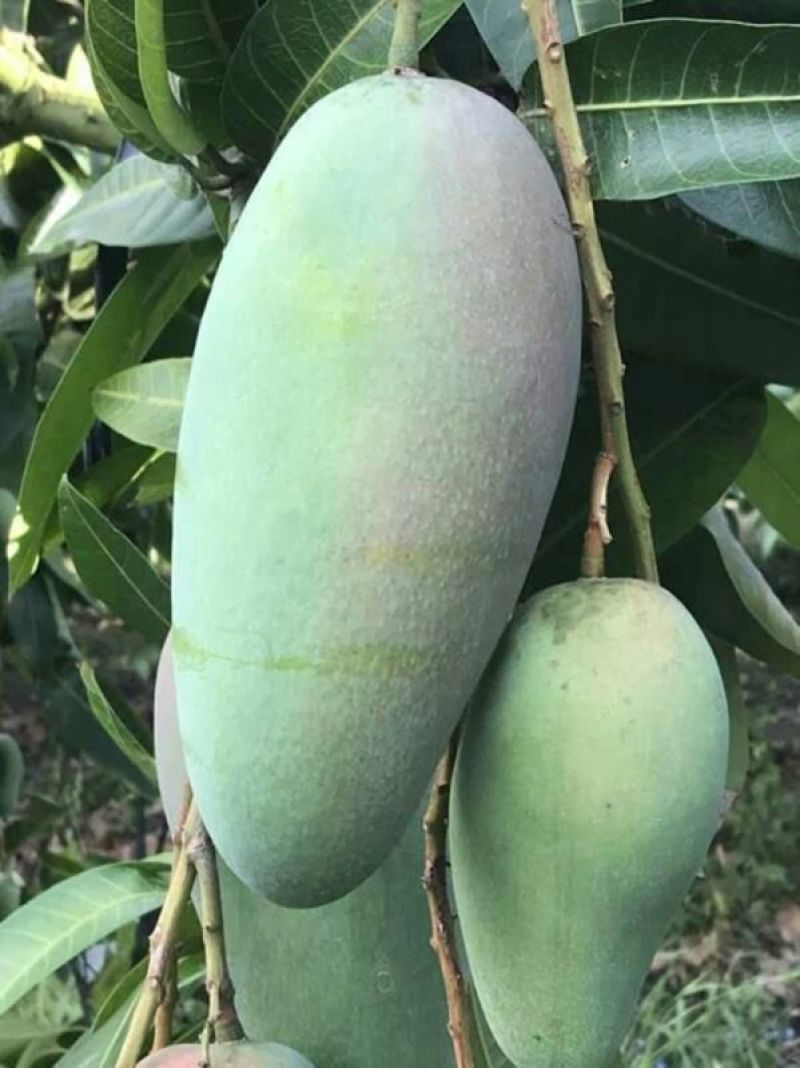 大芒果越南大青芒