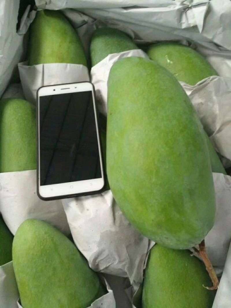 大芒果越南大青芒