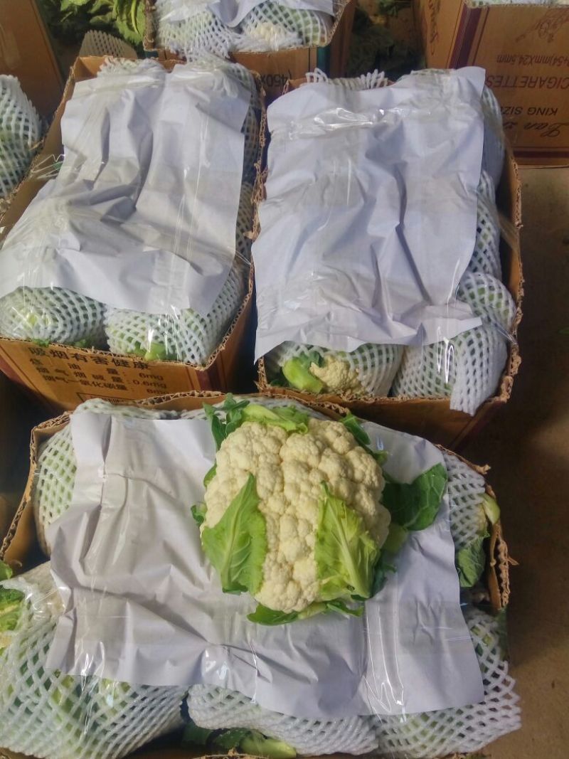 精品白花菜花