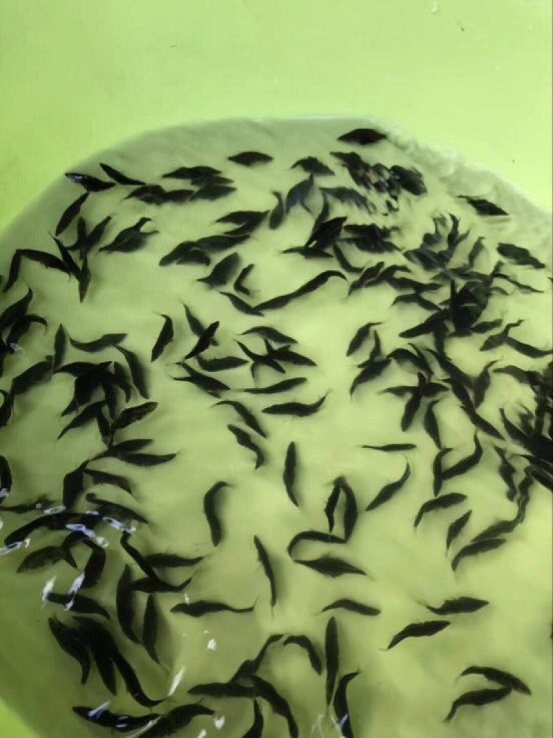 鳜鱼苗3~5cm