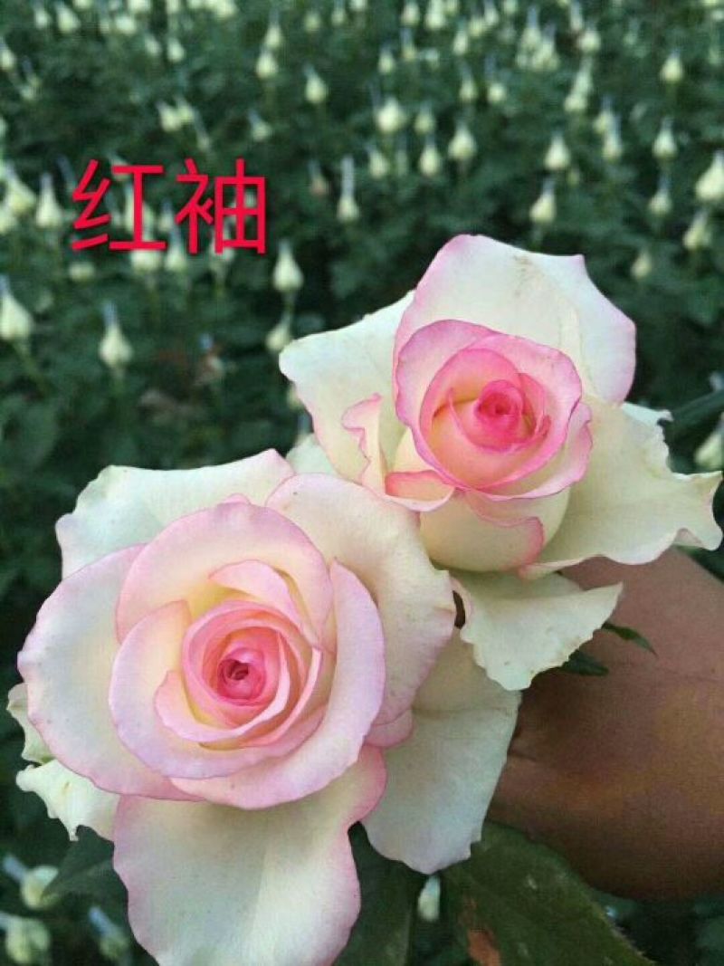 卡罗拉玫瑰花