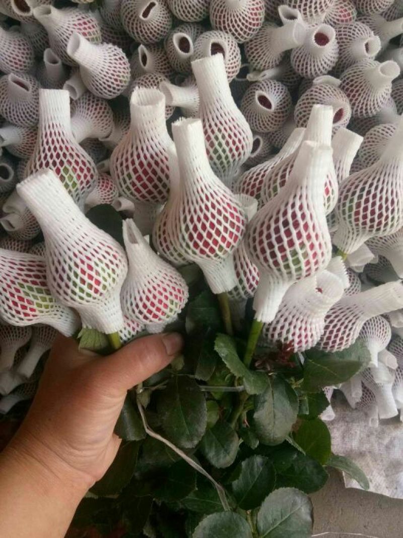 卡罗拉玫瑰花