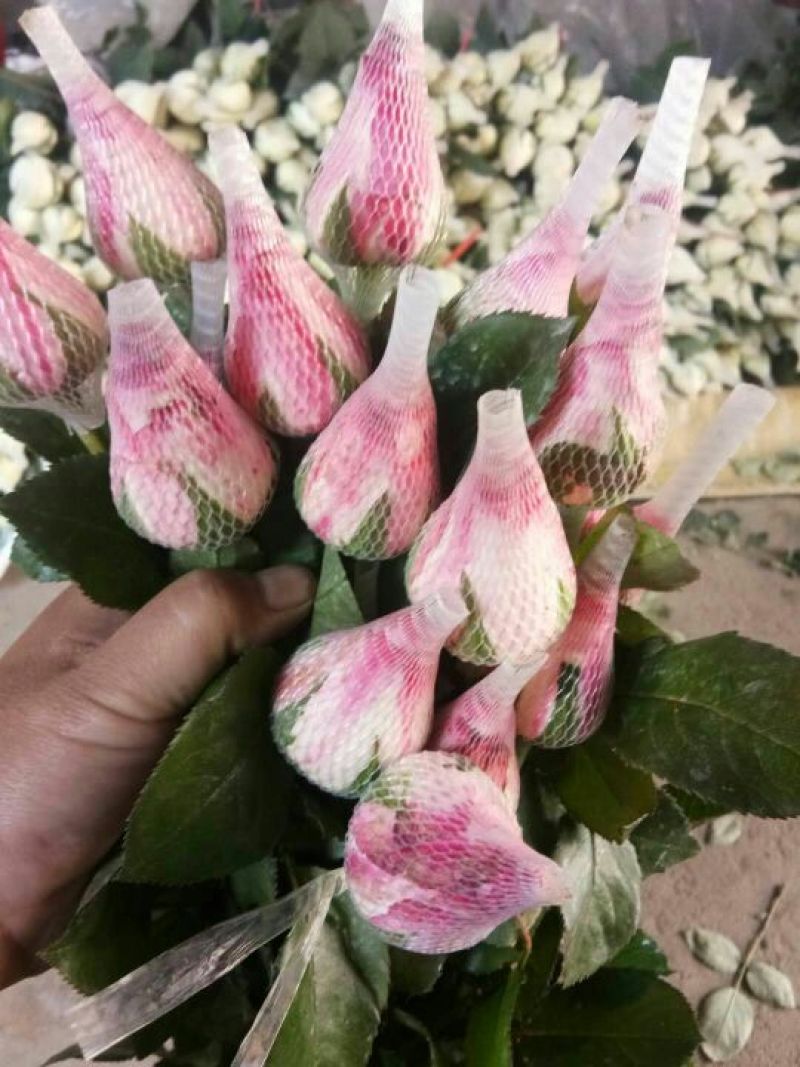 卡罗拉玫瑰花