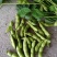 翠绿宝，早佳毛豆，9月寒