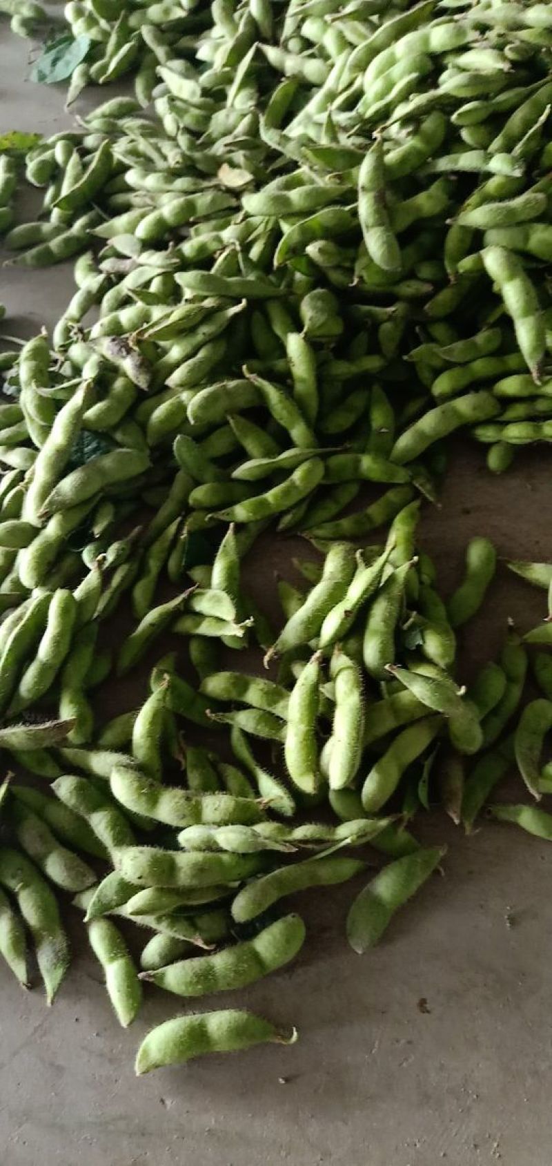 翠绿宝，早佳毛豆，9月寒