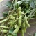 翠绿宝，早佳毛豆，9月寒