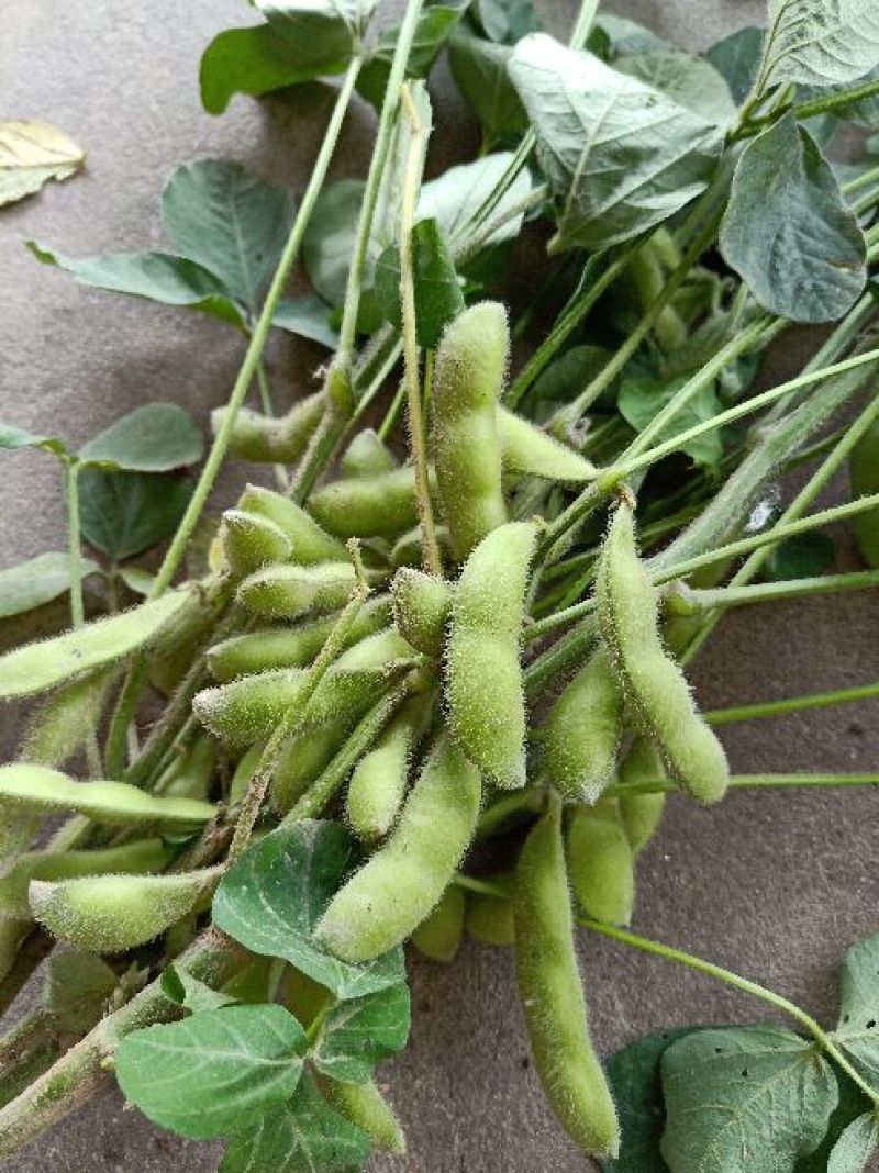 翠绿宝，早佳毛豆，9月寒