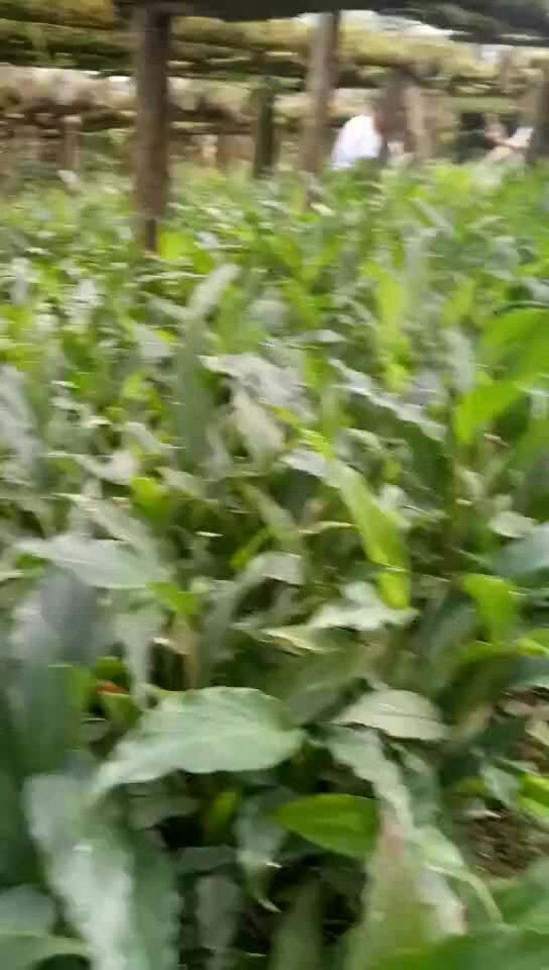 草果苗