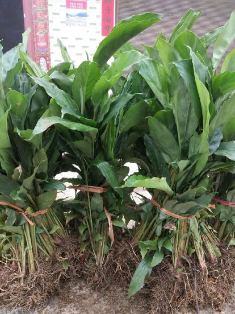 草果苗