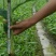 草果苗