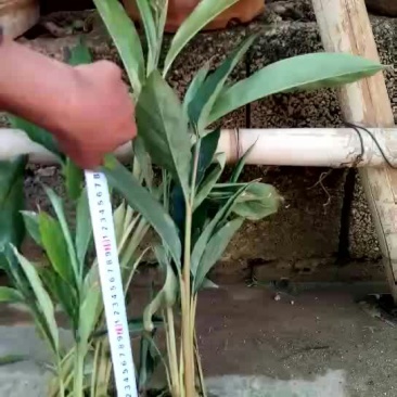 草果苗