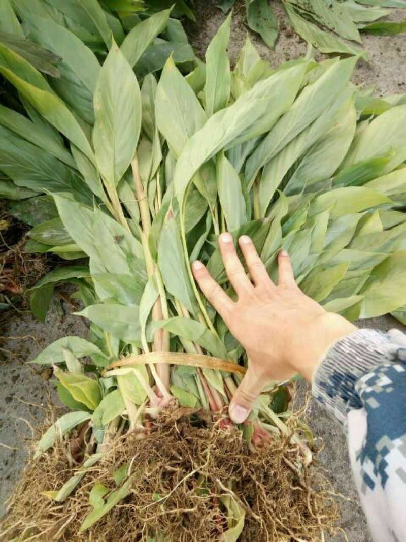 草果苗