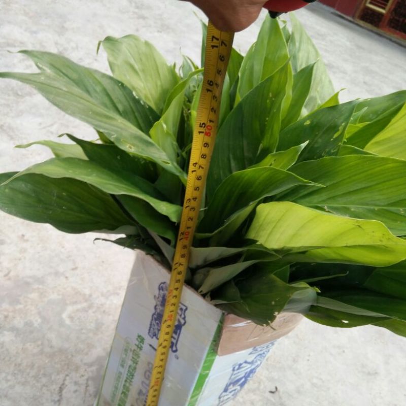 草果苗