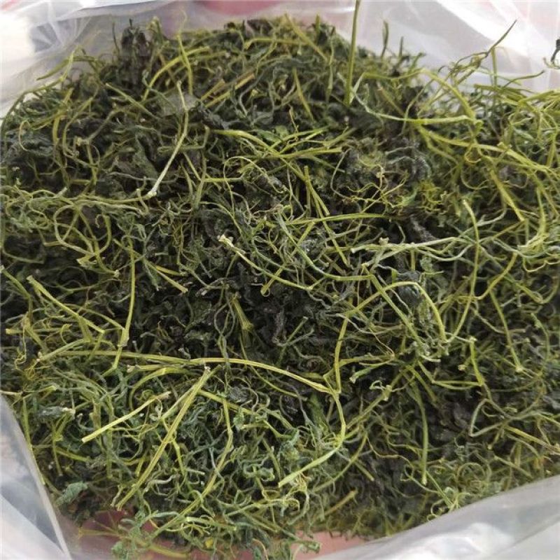 绞股蓝野生