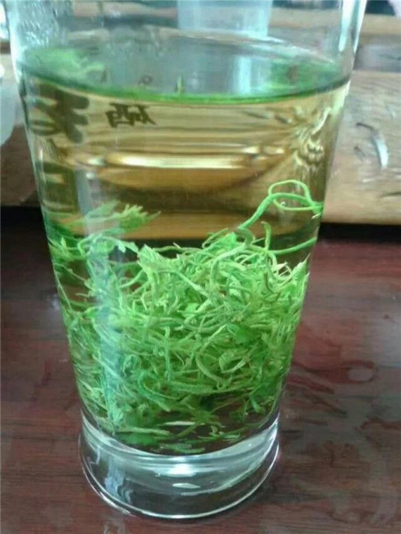绞股蓝野生