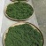 绞股蓝野生
