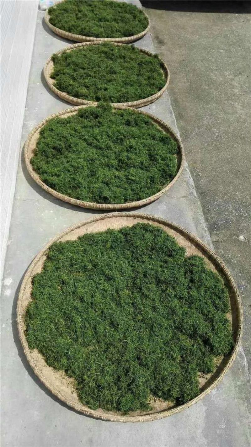 绞股蓝野生