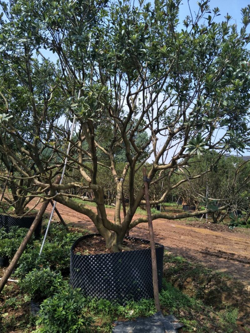 杨梅树20~30cm
