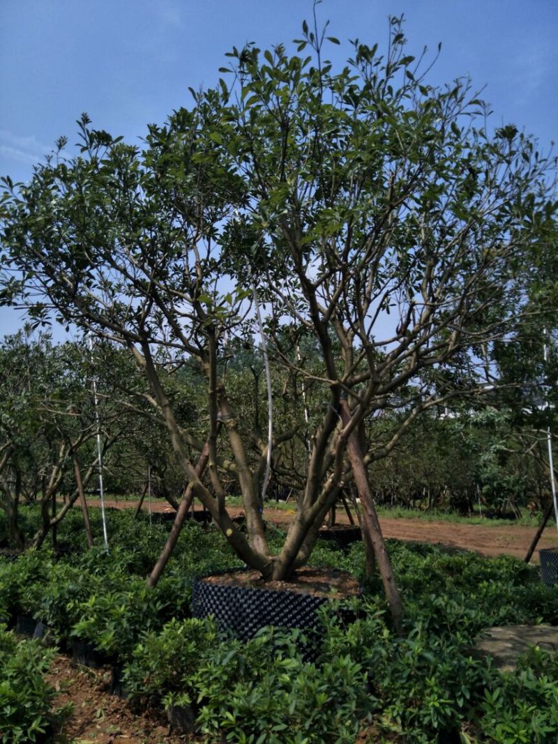 杨梅树20~30cm