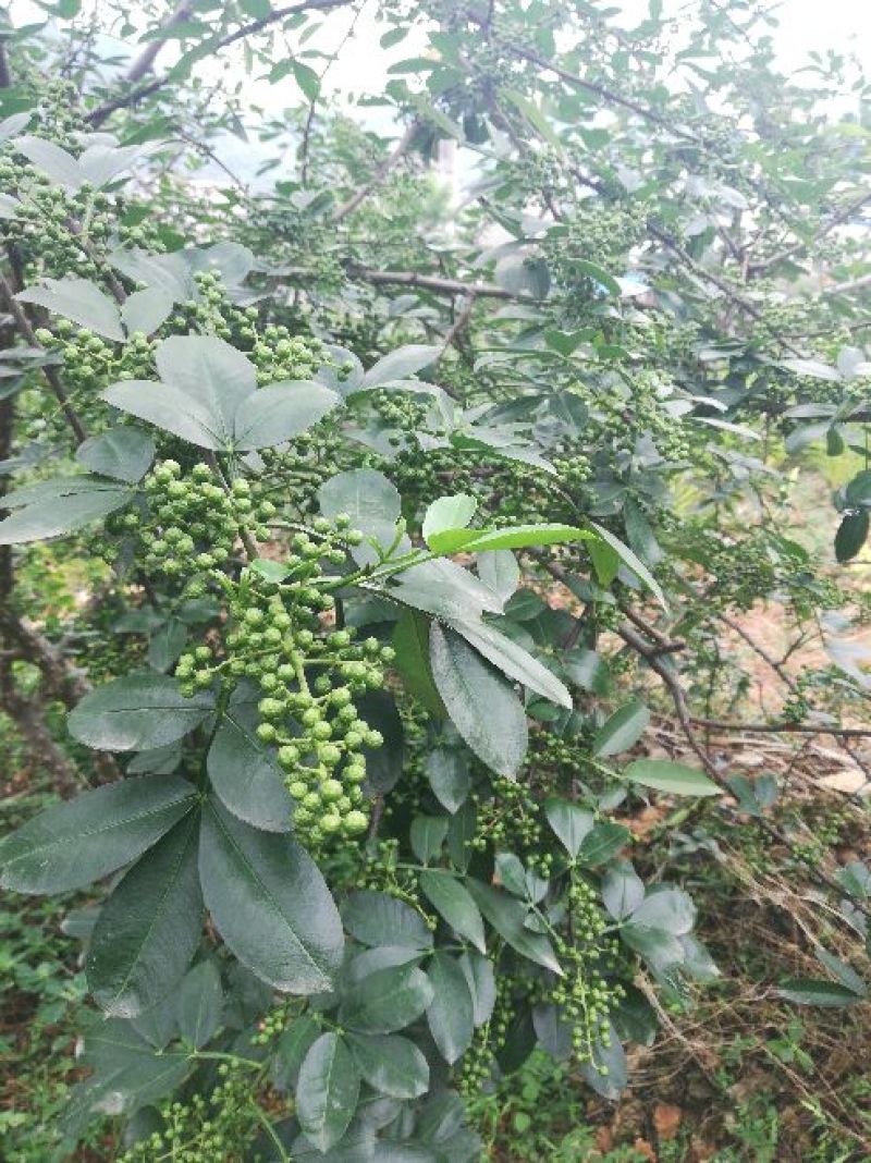 云南昭通彝良原生态青麻椒大量上市品质保证产地直发