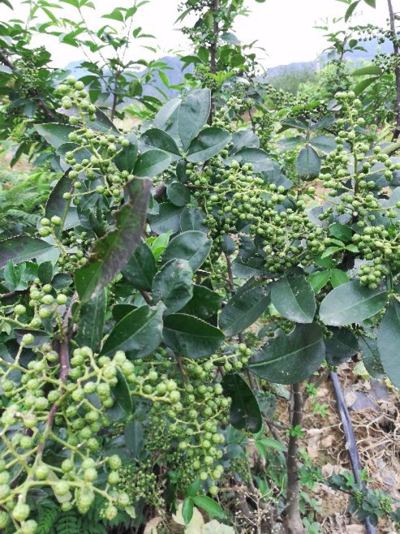 云南昭通彝良原生态青麻椒大量上市品质保证产地直发