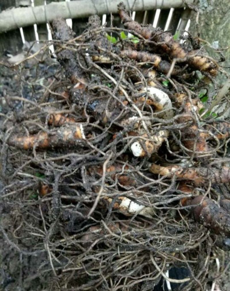 重楼，重楼快茎，需要种植重楼的可以订购了