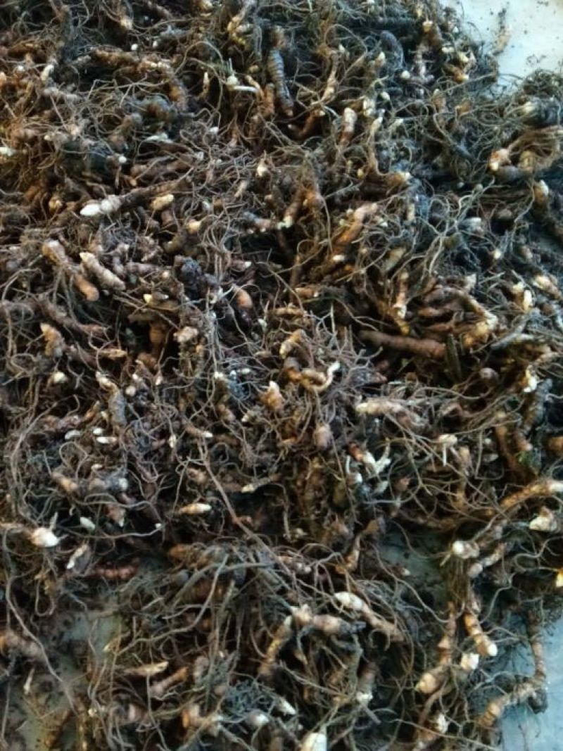 重楼，重楼快茎，需要种植重楼的可以订购了