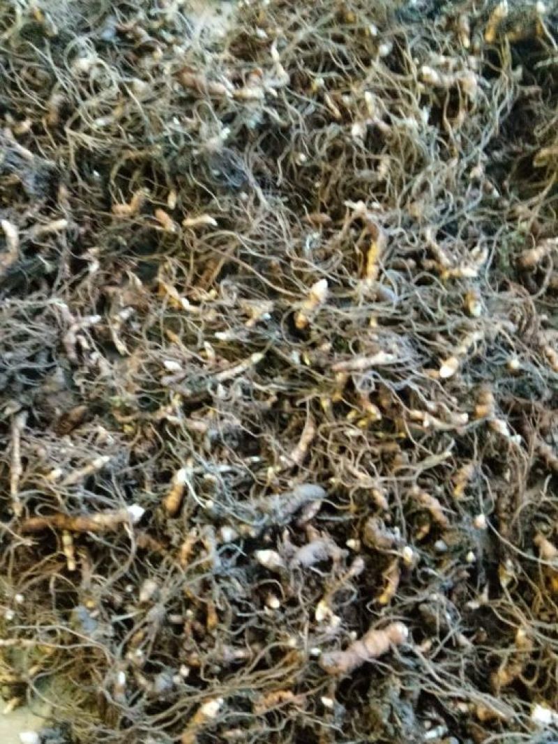 重楼，重楼快茎，需要种植重楼的可以订购了