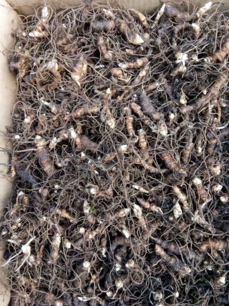 重楼，重楼快茎，需要种植重楼的可以订购了