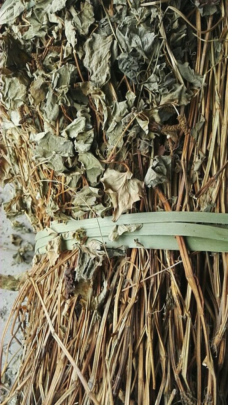 鱼腥草野生干货整棵洗净